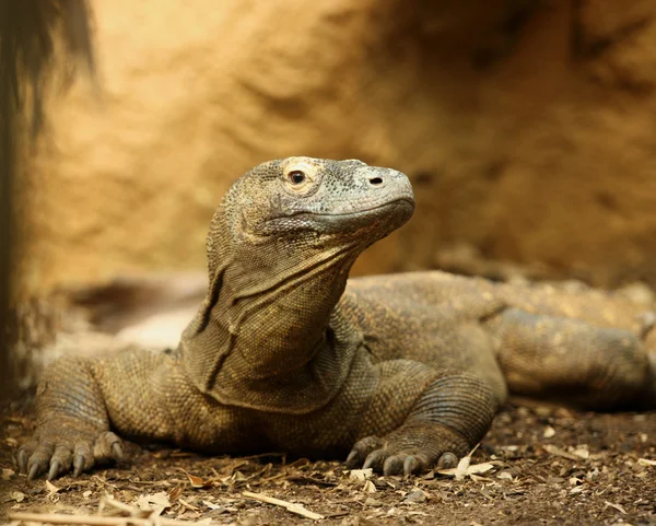 Stock image Komodo Dragon