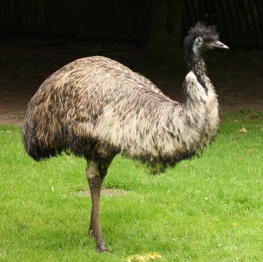 erkek emu