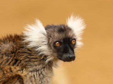 siyah ve beyaz yakutlu lemur