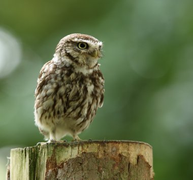 Little Owl clipart