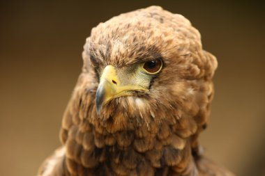 bateleur kartalı