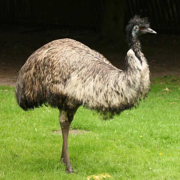 Mężczyzna emu — Zdjęcie stockowe