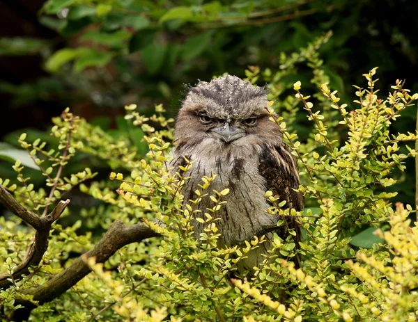 stock image Tawny Frogmouth Owl