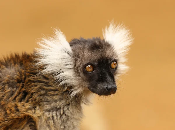 Black and White Ruffed Lemur — Stock Photo, Image