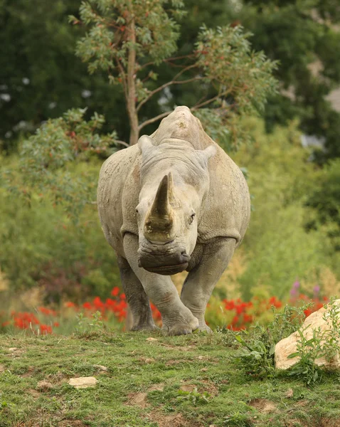Bílý nosorožec — Stock fotografie