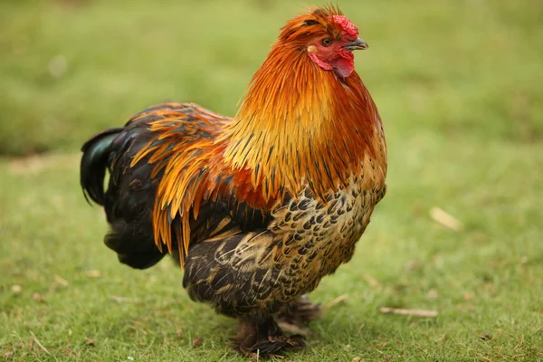 Низкорослый цыпленок — стоковое фото