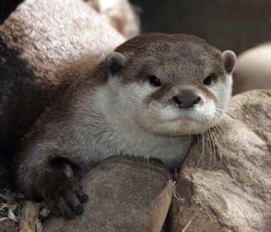 Young Otter clipart