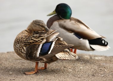 Mallard Duck clipart