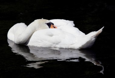 Mute Swan clipart
