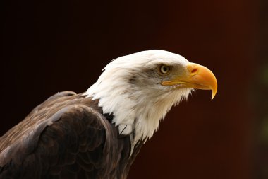 Bald Eagle clipart