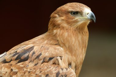 Tawny Eagle