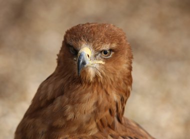 Tawny Eagle