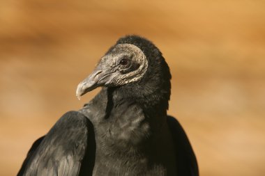 Black Vulture clipart
