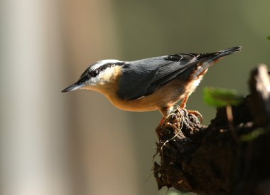 Hiçbir şey.