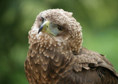 bateleur kartalı