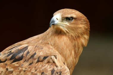 Tawny Eagle