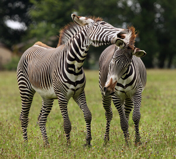 Two male Zebra fighting