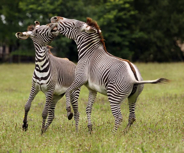 Fighting Zebra — Stock Photo, Image