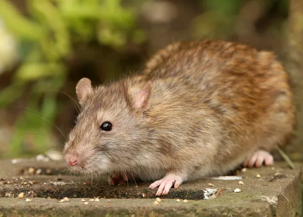 Szczur wędrowny — Zdjęcie stockowe