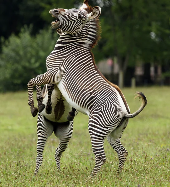 Fighting Zebra — Stock Photo, Image