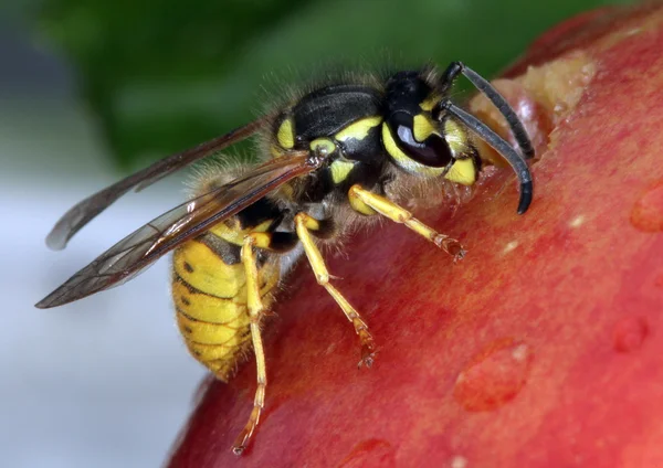 Wespe auf einem Apfel — Stockfoto