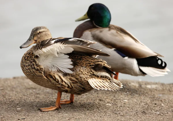Yeşilbaş ördek — Stok fotoğraf