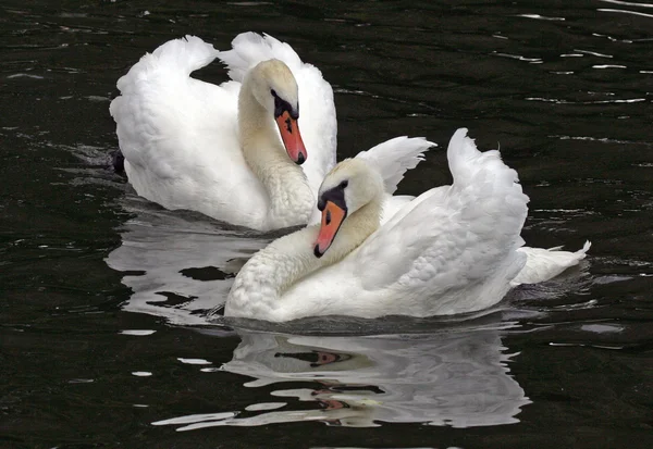 Cisnes mudos — Fotografia de Stock