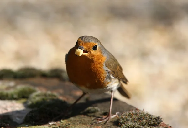 Mannelijke robin — Stockfoto
