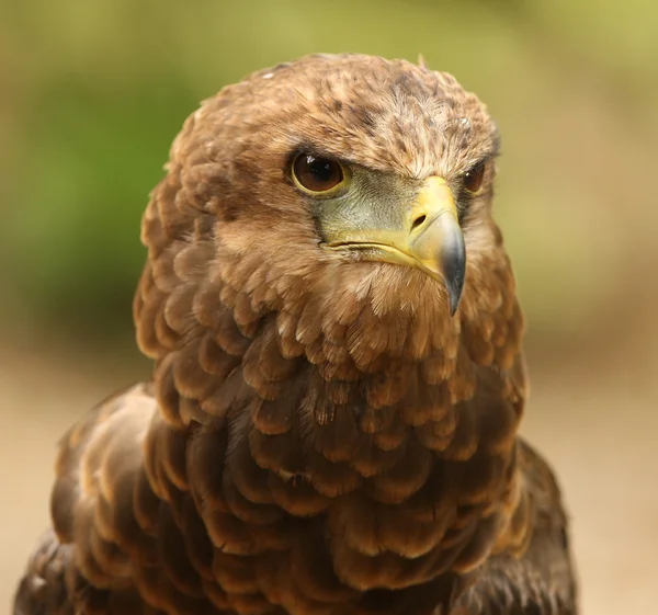 Águila de Bateleur — Foto de Stock