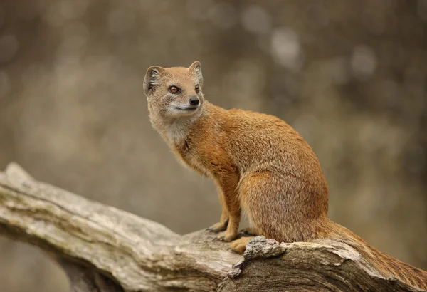 Gul mongoose — Stockfoto