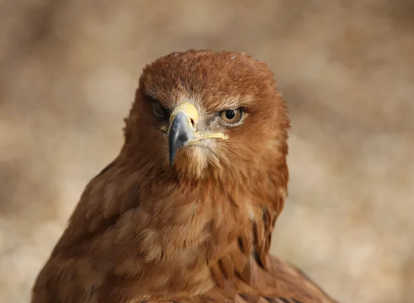 Καστανόξανθο αετός — Φωτογραφία Αρχείου