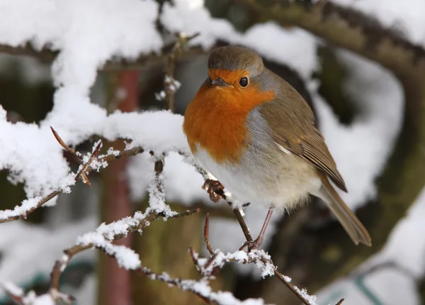 Robin in winter — Stock Photo, Image
