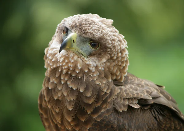 Bateleur Eagle — Stock Photo, Image