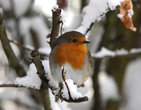 Robin in inverno Immagine Stock