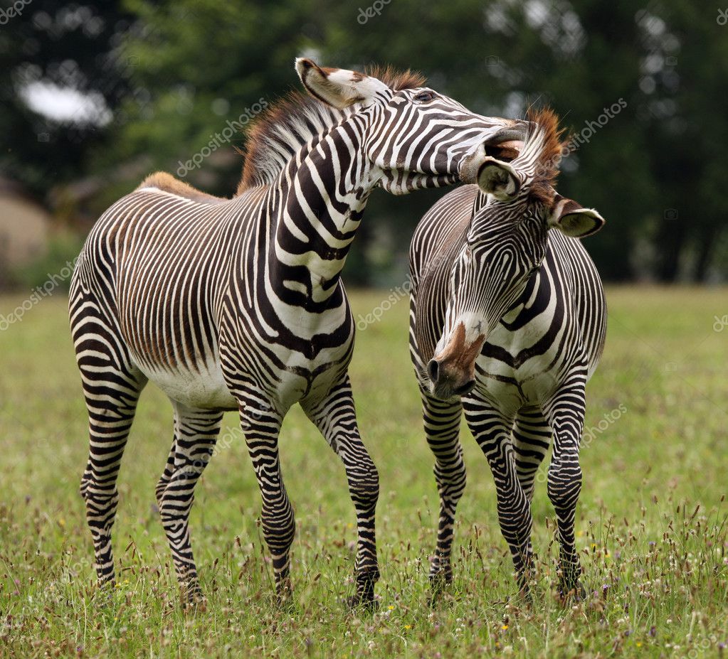 zebra stock zebra stock
