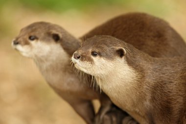 European Otters clipart
