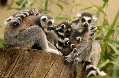 Ring Tailed Lemurs clipart