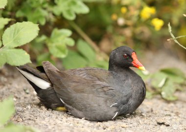 Moorhen