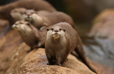 Oriental Short-Clawed Otters clipart