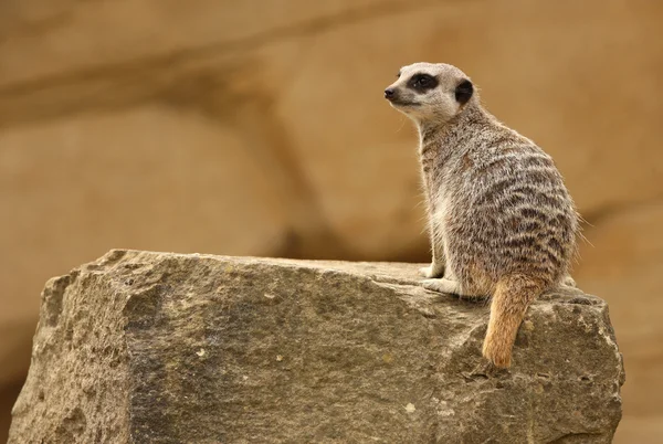 Meerkat — стокове фото