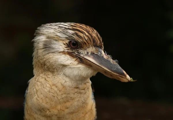 Kookaburra — Stock Fotó