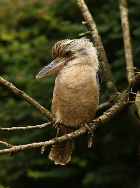 Kookaburra. —  Fotos de Stock