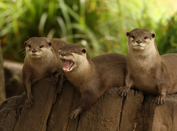 European Otters — Stock Photo, Image