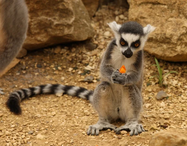 Anello Lemur coda — Foto Stock
