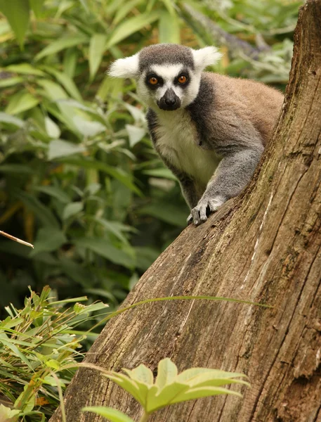 Ringstjärt Lemur — Stockfoto