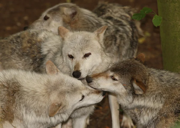 Grey Wolves — Stock Photo, Image