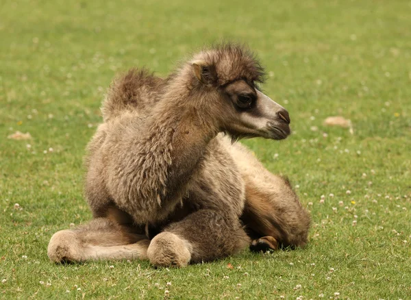 Bactrian Camel — Stock Photo, Image
