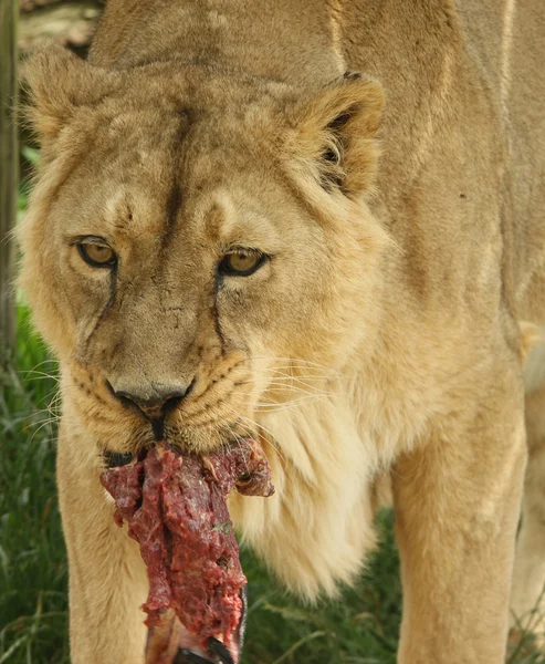 アジア人のライオン — ストック写真