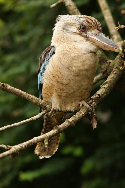 Kookaburra. —  Fotos de Stock