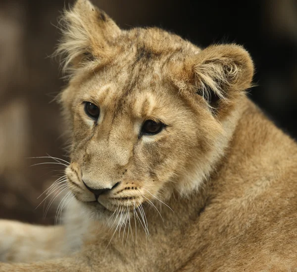 Aziatische leeuw cub — Stockfoto